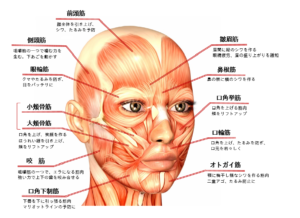 顔の筋肉マップ
